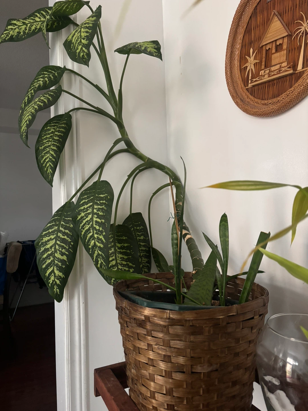 Indoor plants - photo 3