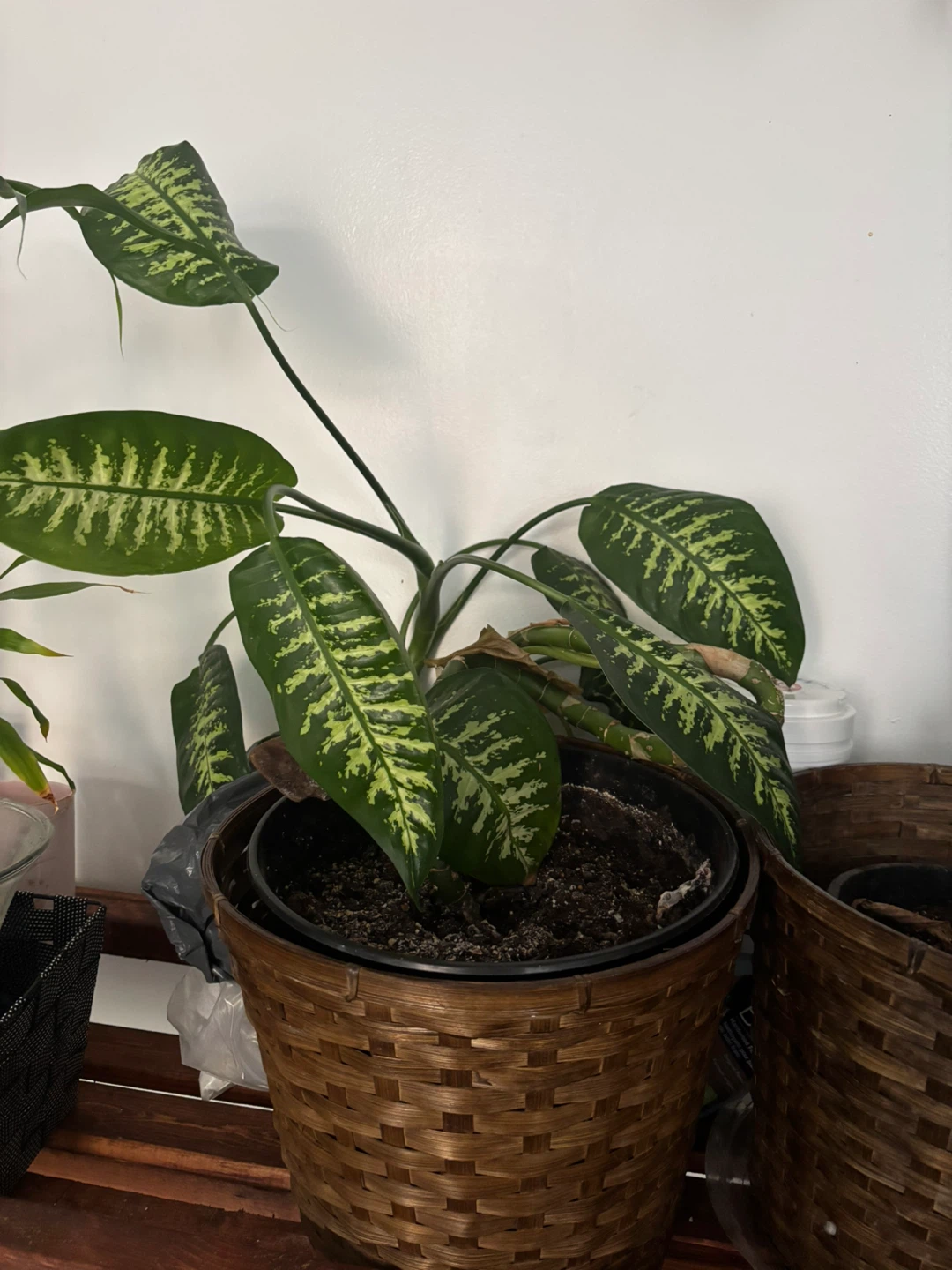 Indoor plants - photo 2