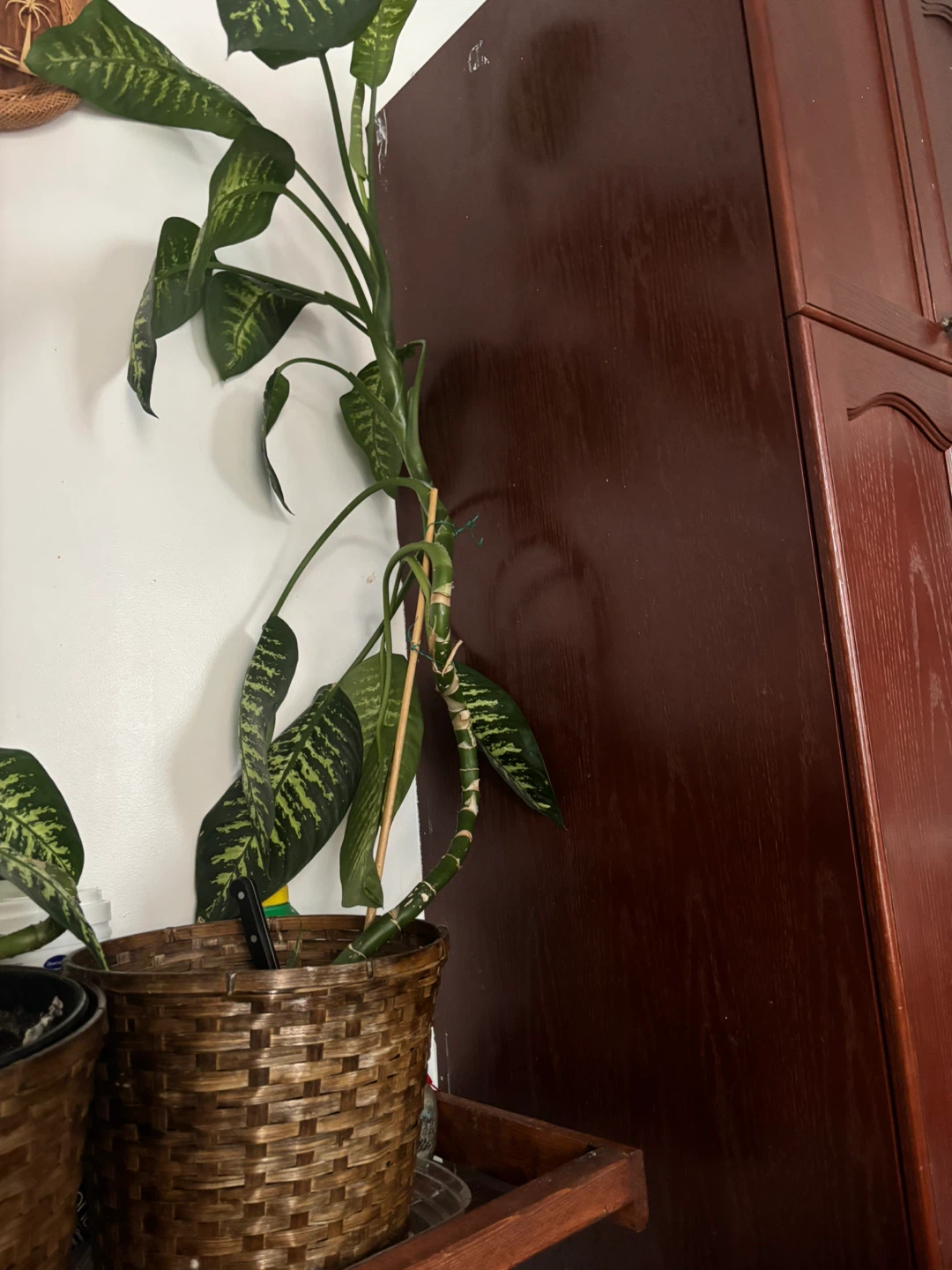 Indoor plants - photo 4