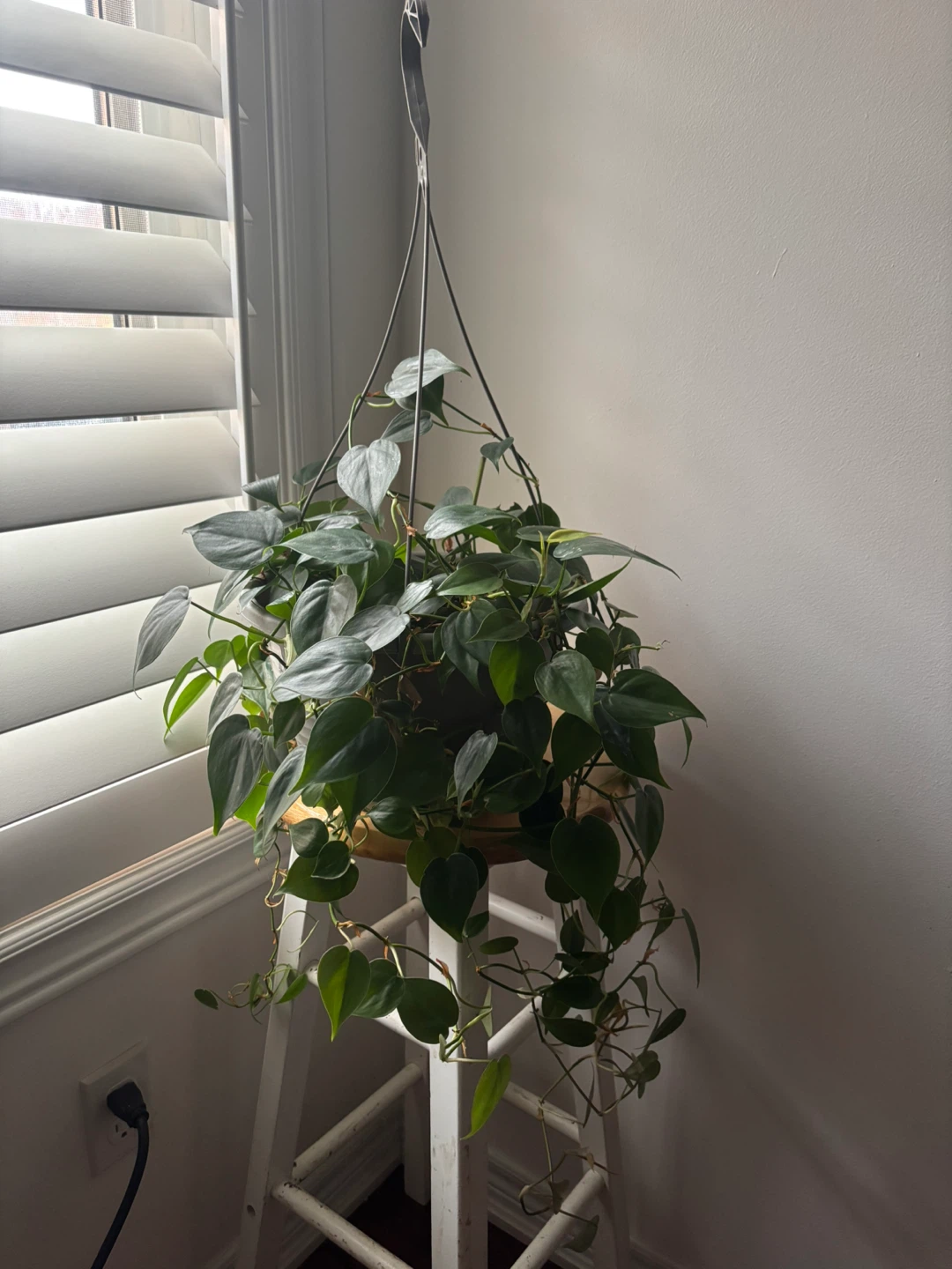 Indoor plants