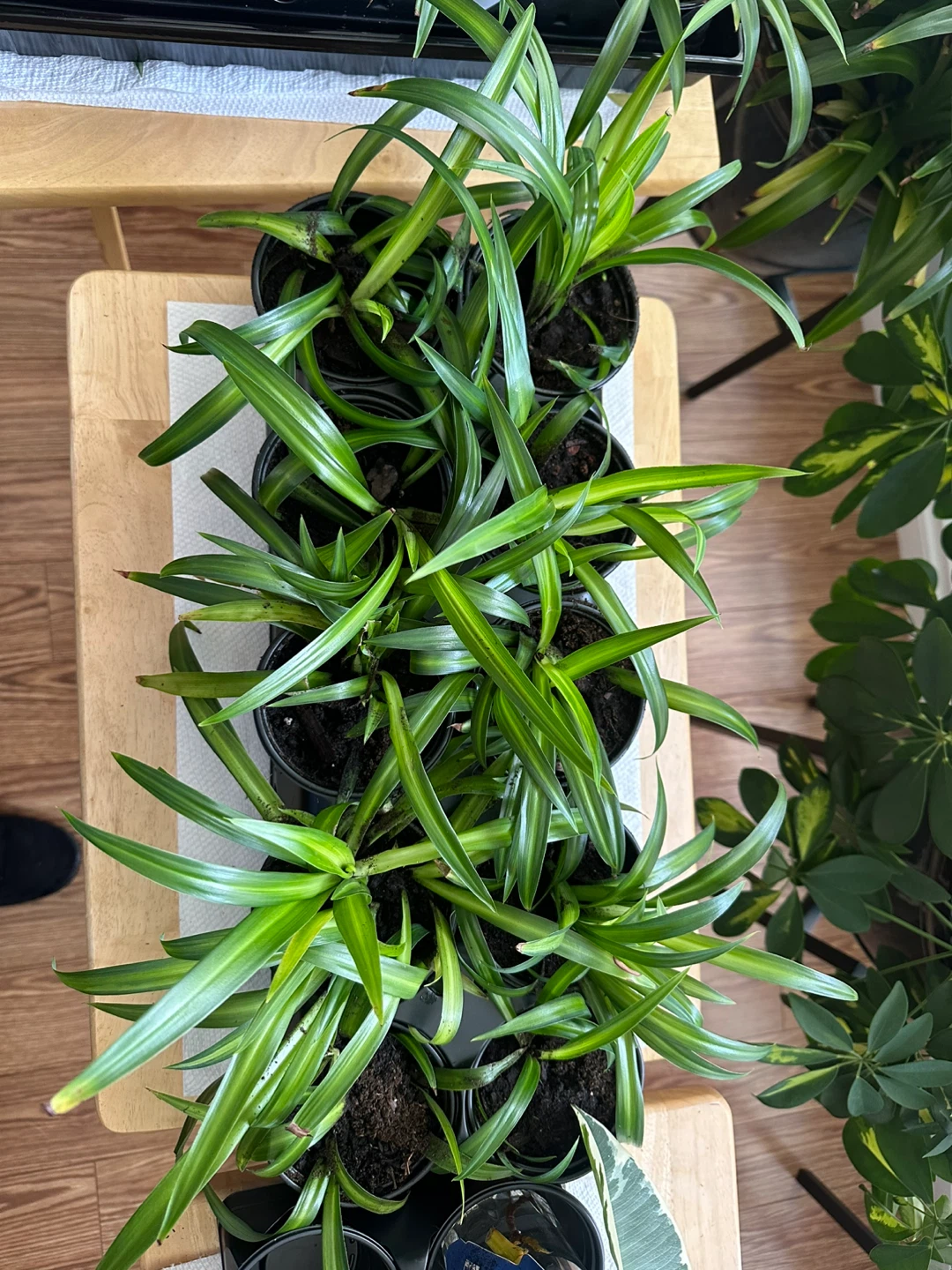 Spider plant babies