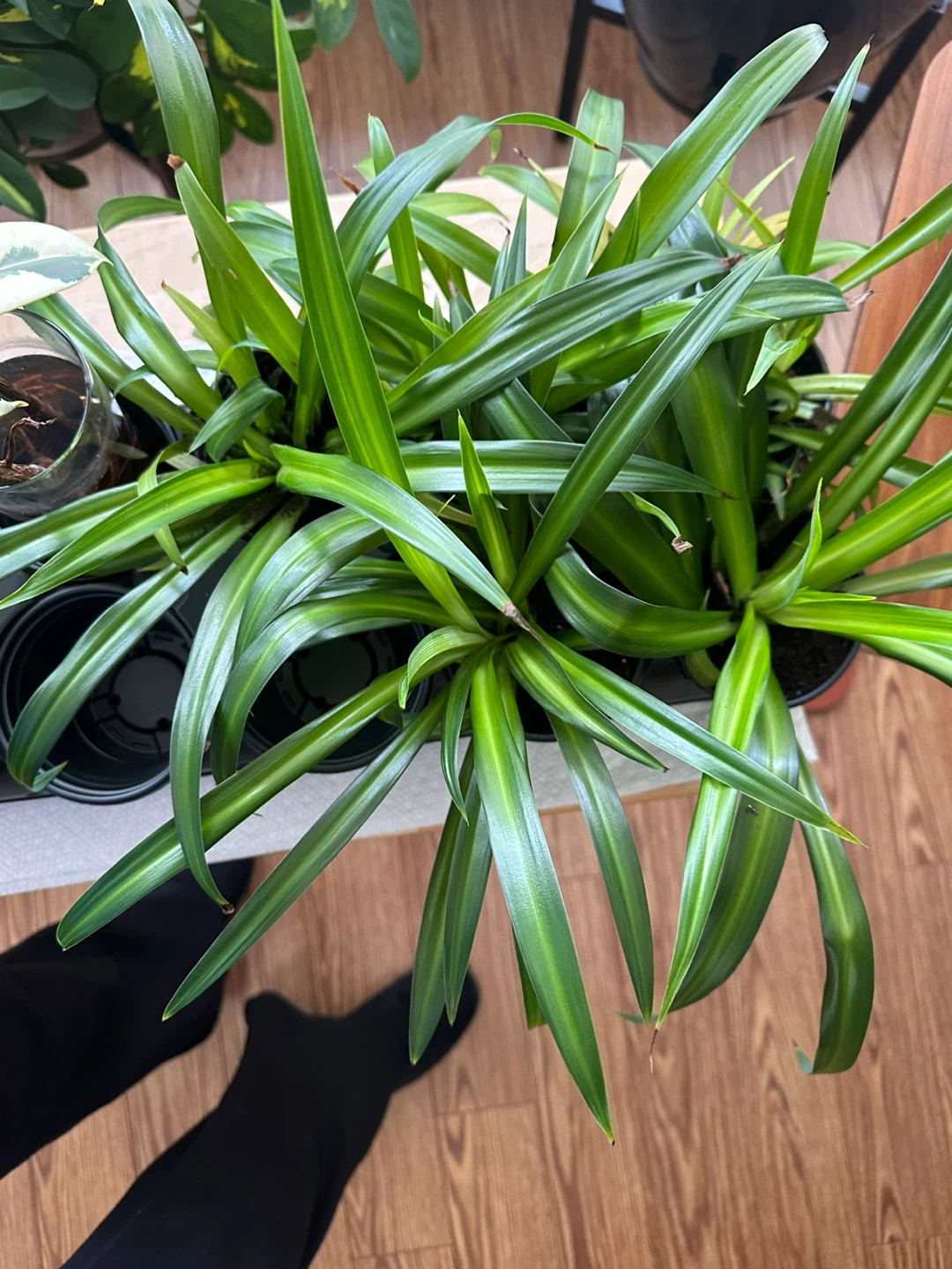 Spider plant babies - photo 2
