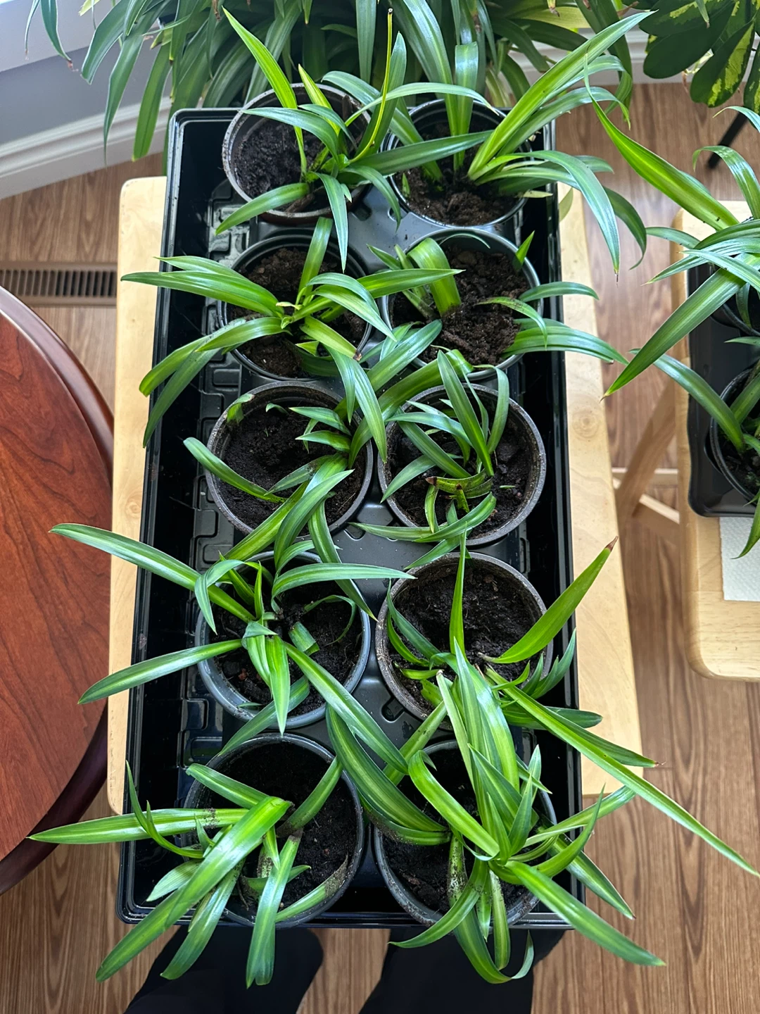 Spider plant babies - photo 3