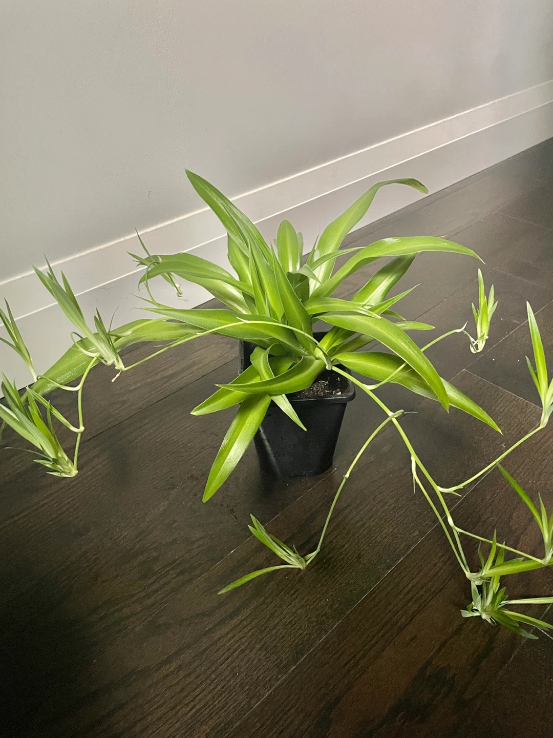 Healthy Spider Plant with lots of pups
