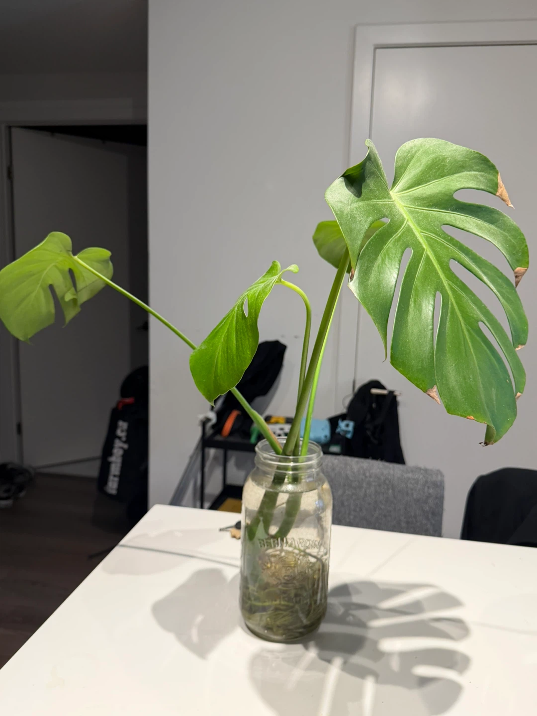 Monstera Plant Cutting in Jar