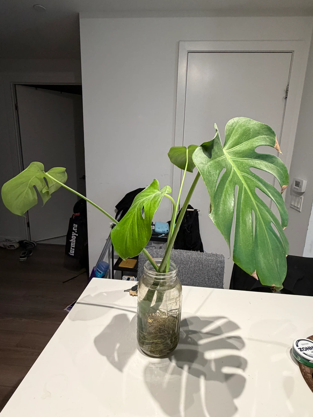 Monstera Plant Cutting in Jar - photo 2