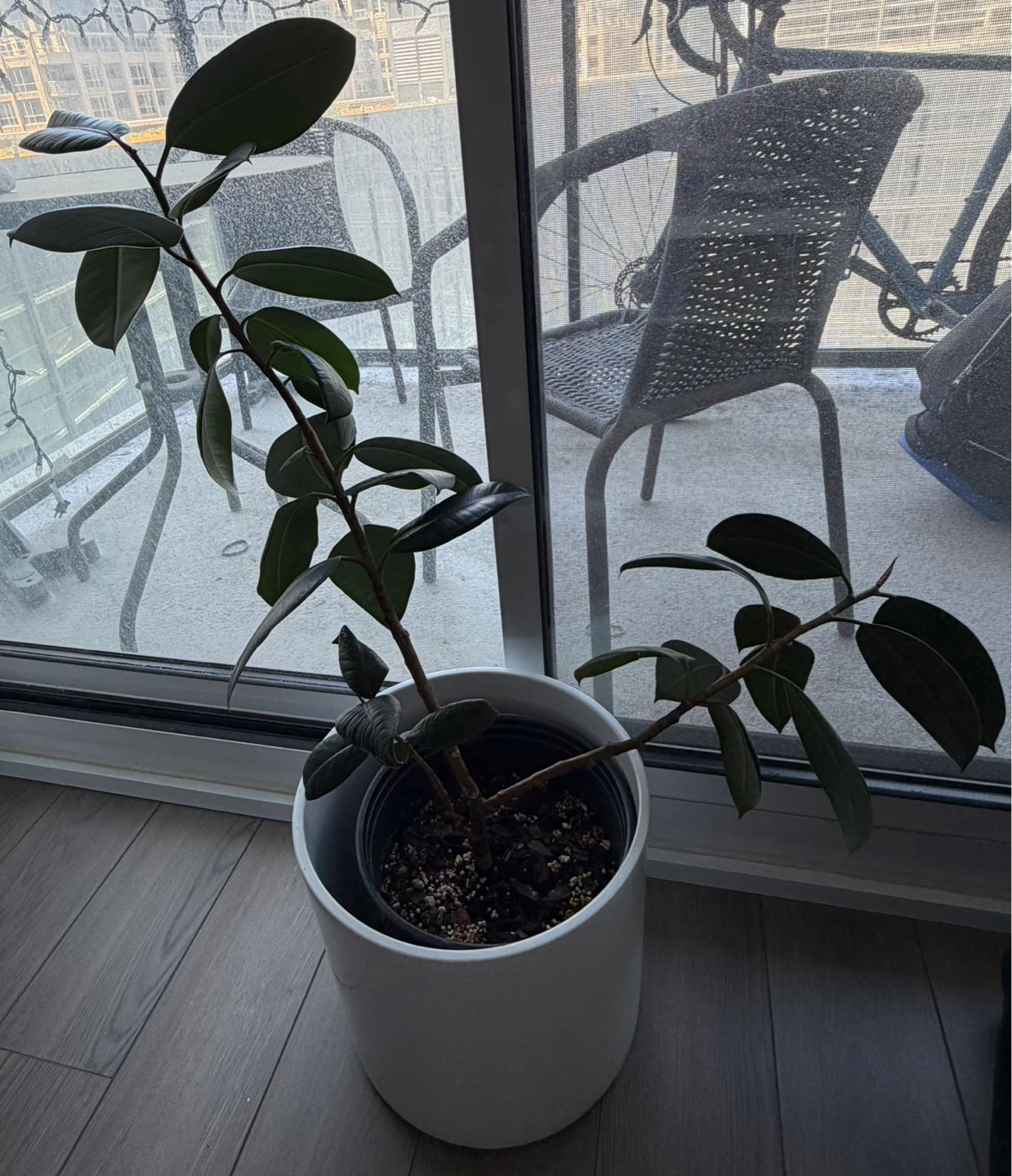 Rubber Plant in White Pot