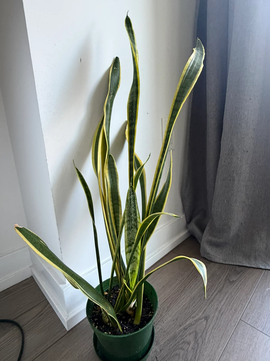 Snake Plant
