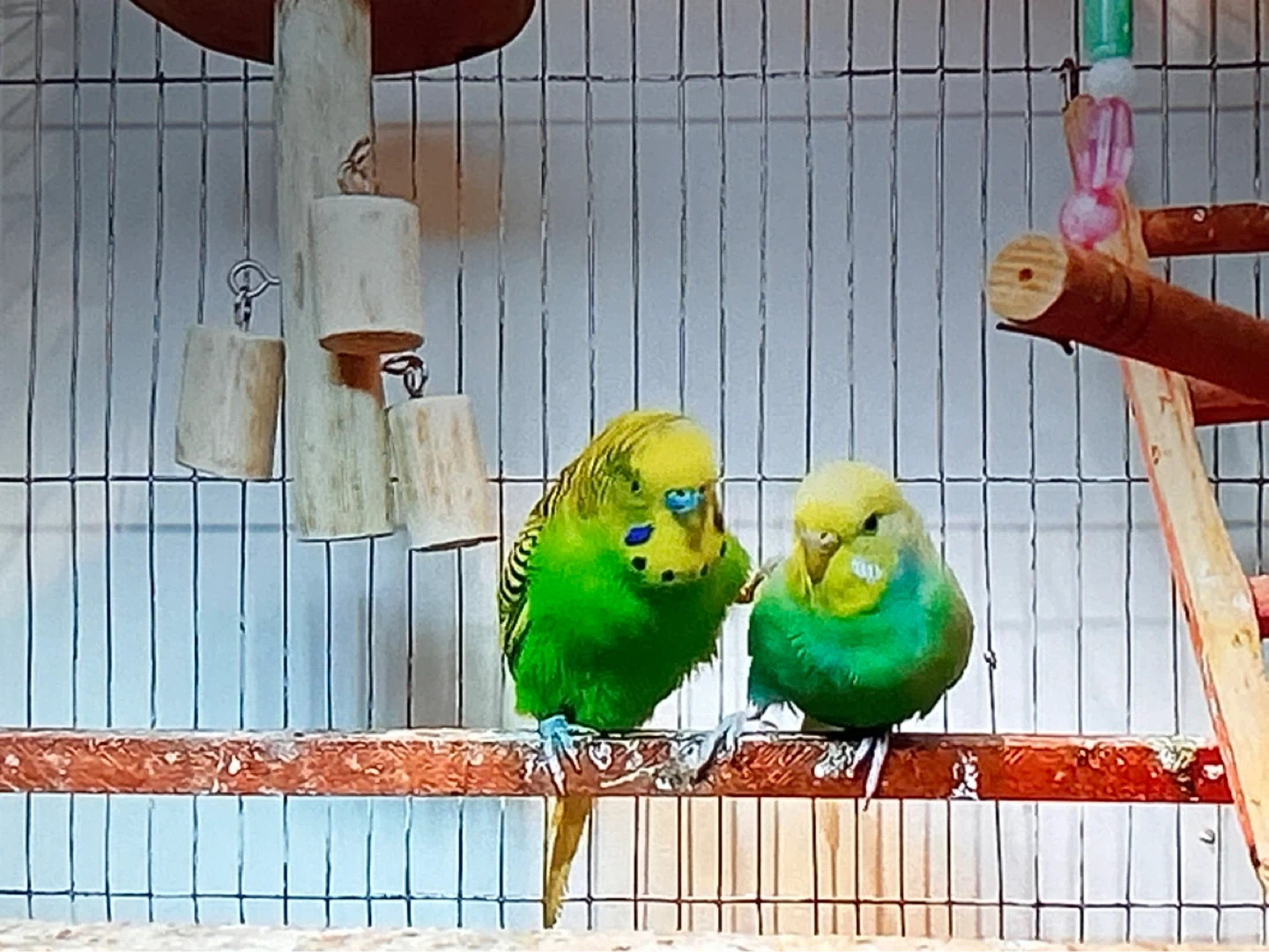 Budges and cage - photo 3