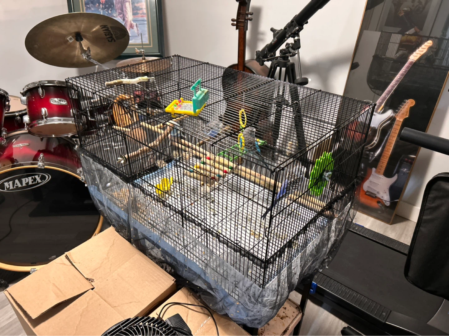 Budges and cage