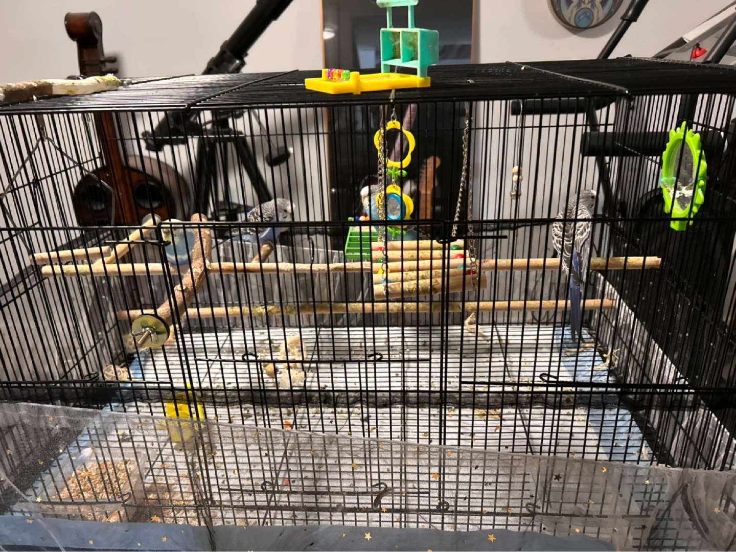 Budges and cage - photo 2