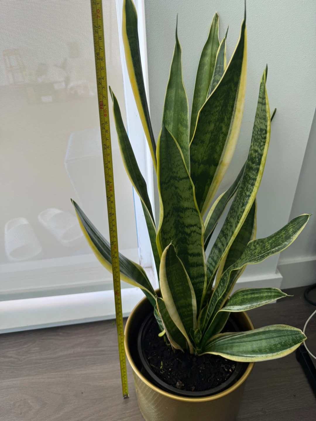 Snake Plant in Gold Pot - photo 2