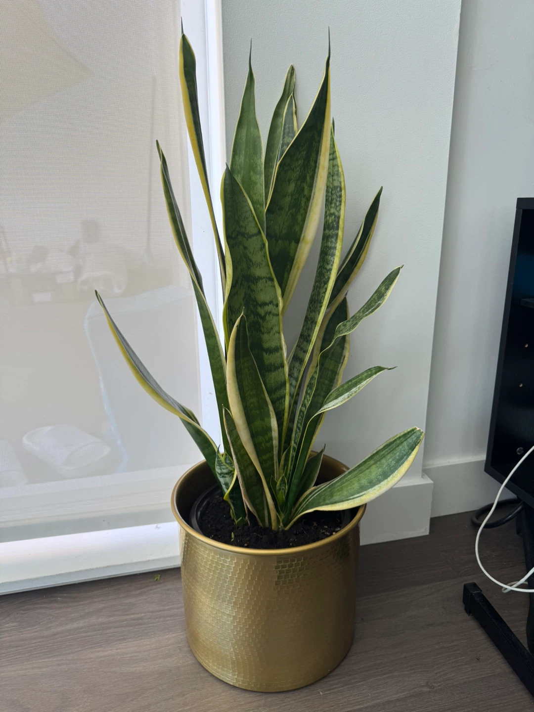 Snake Plant in Gold Pot