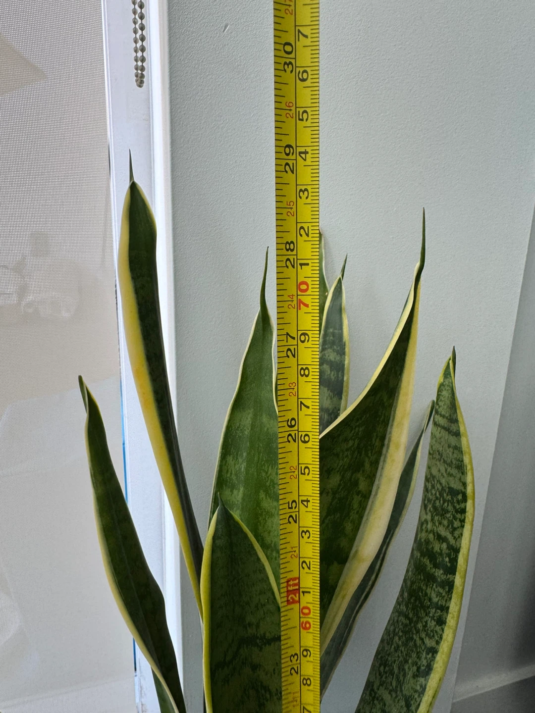 Snake Plant in Gold Pot - photo 3