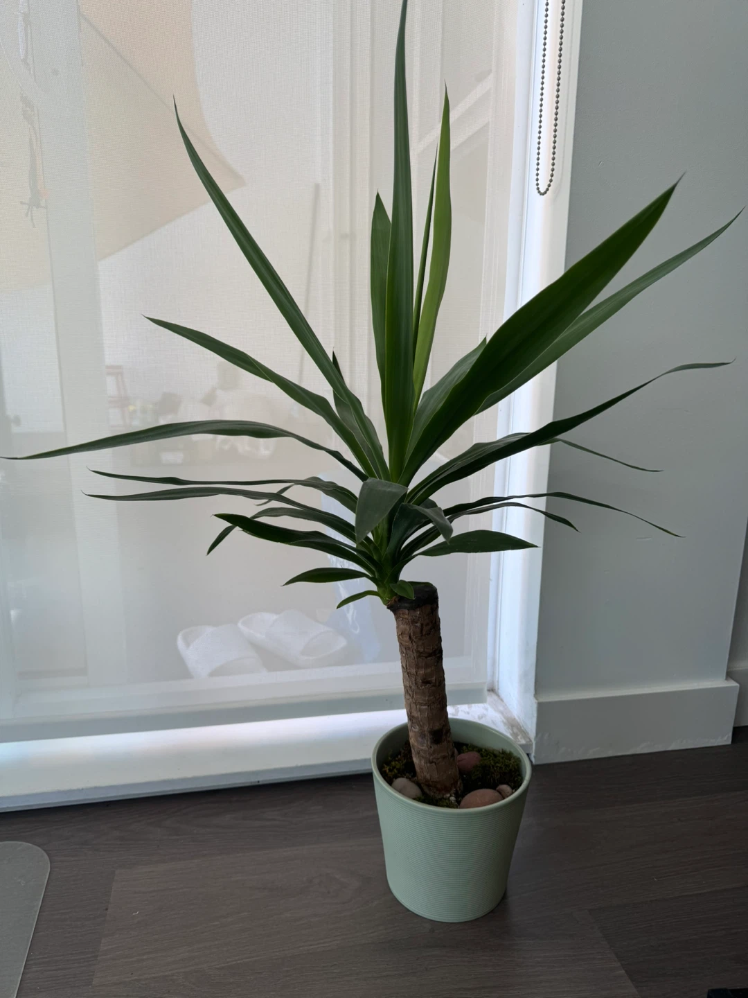 Yucca Plant in Pot