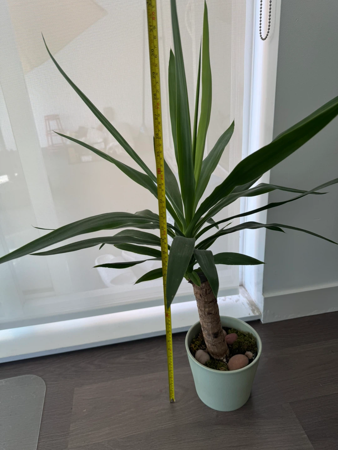 Yucca Plant in Pot - photo 2