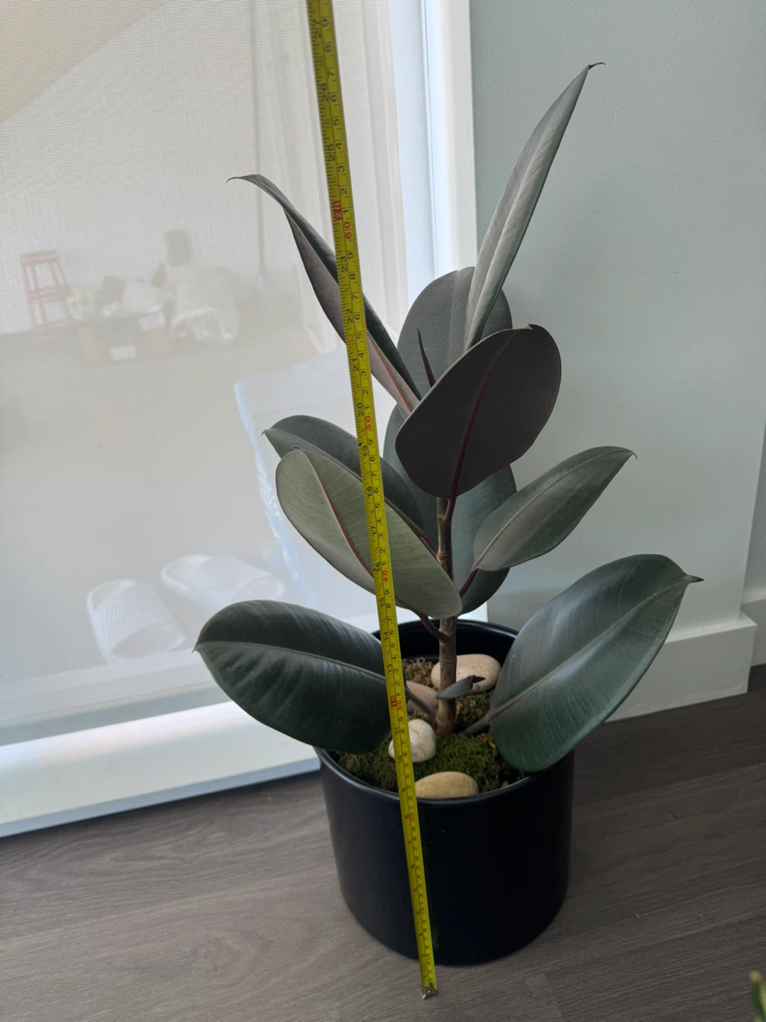 Rubber Plant in Black Pot - photo 2