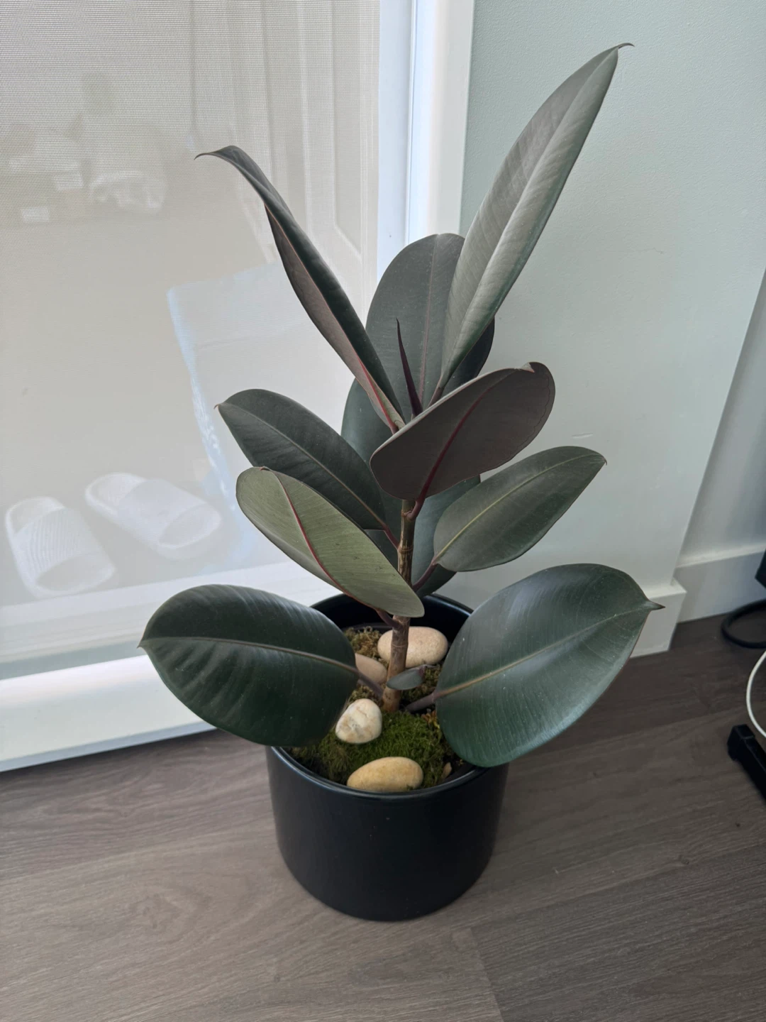 Rubber Plant in Black Pot