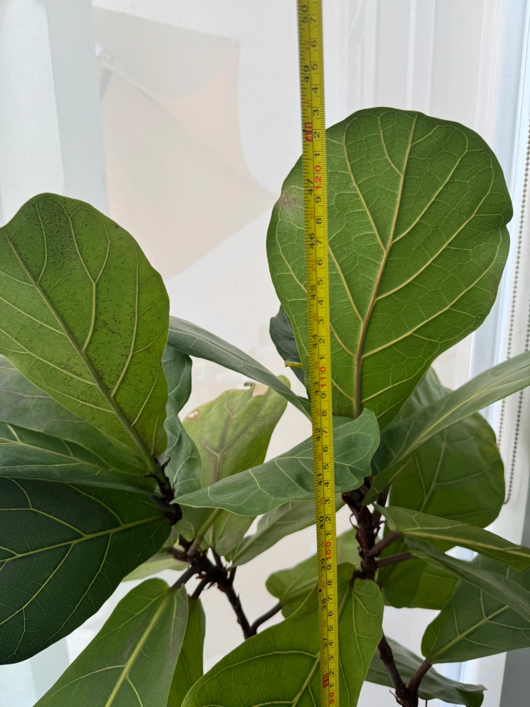 Fiddle Leaf Fig Plant - photo 3