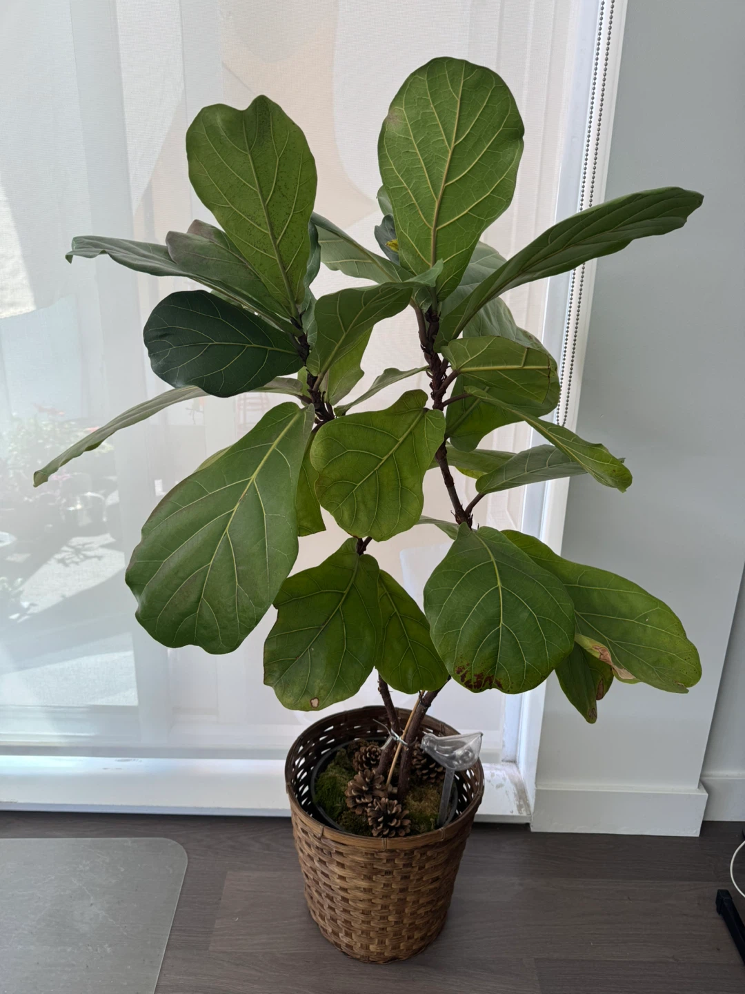 Fiddle Leaf Fig Plant