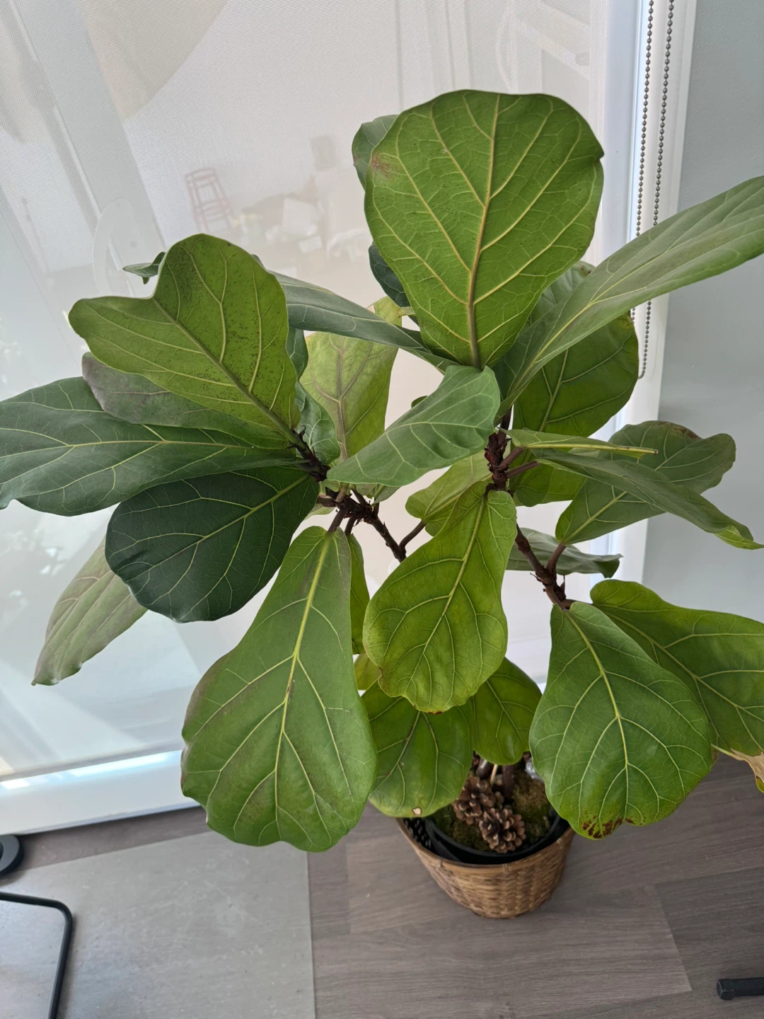 Fiddle Leaf Fig Plant - photo 2