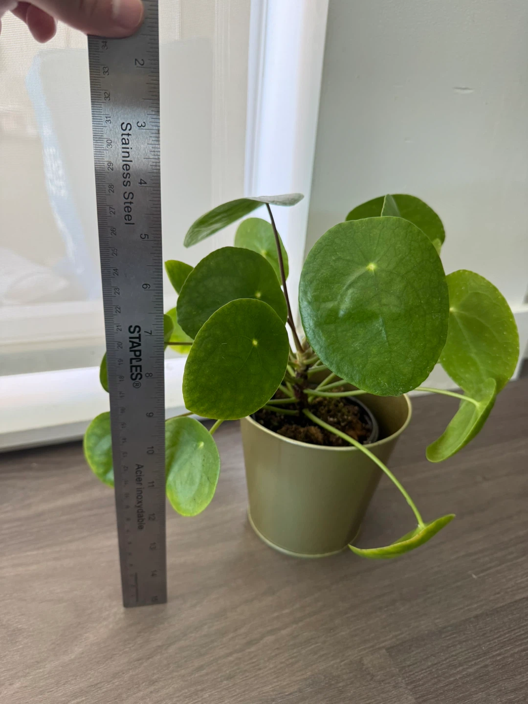 Pilea Peperomioides Plant - photo 2