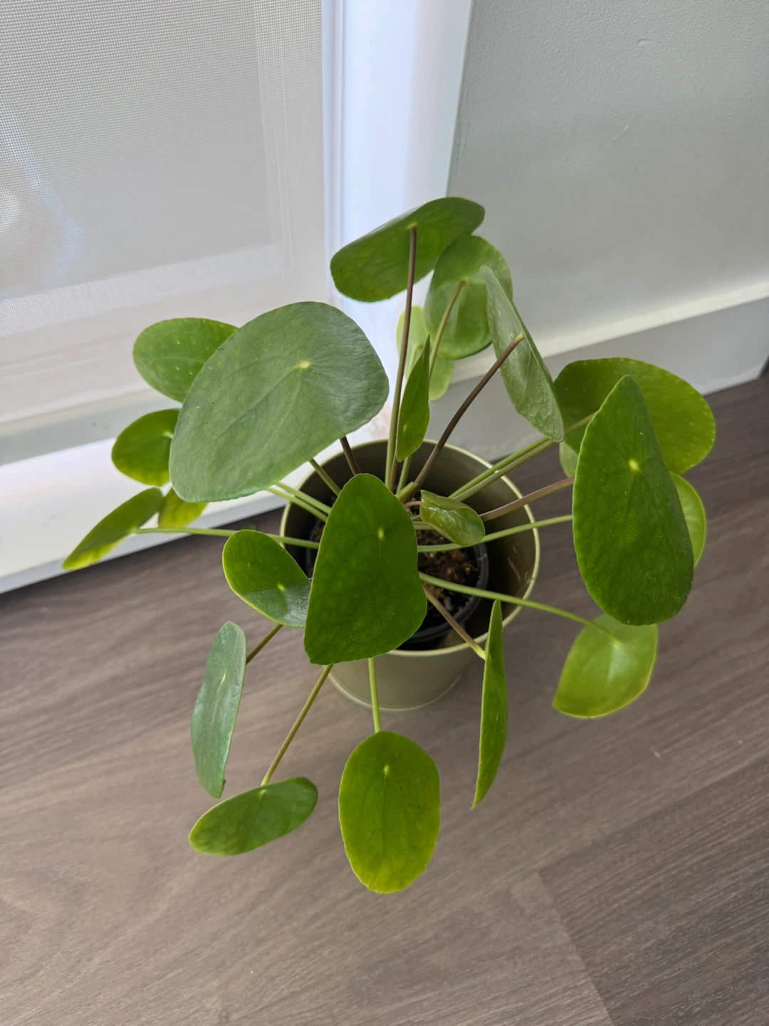 Pilea Peperomioides Plant - photo 3