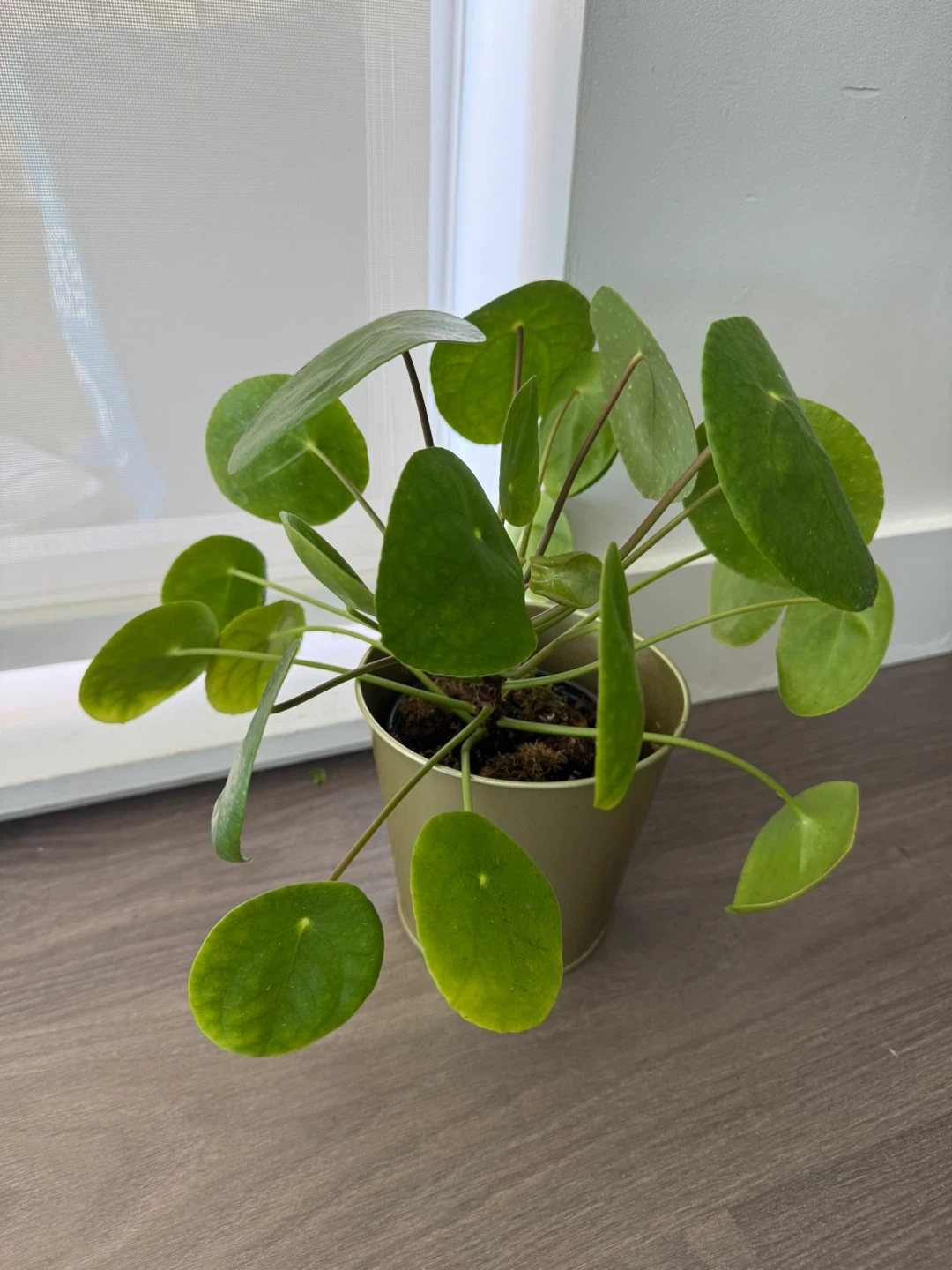 Pilea Peperomioides Plant