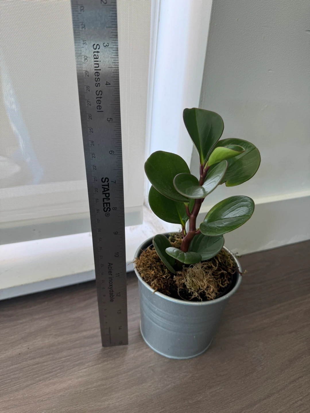 Peperomia Obtusifolia Plant in Tin Pot - photo 3