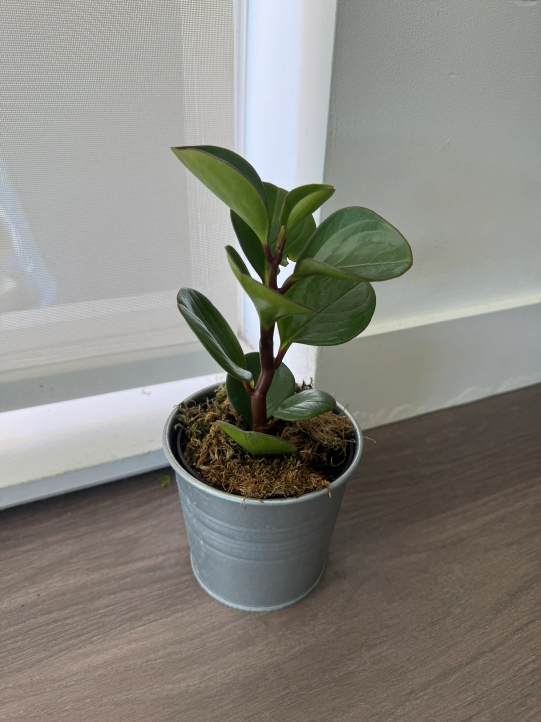 Peperomia Obtusifolia Plant in Tin Pot