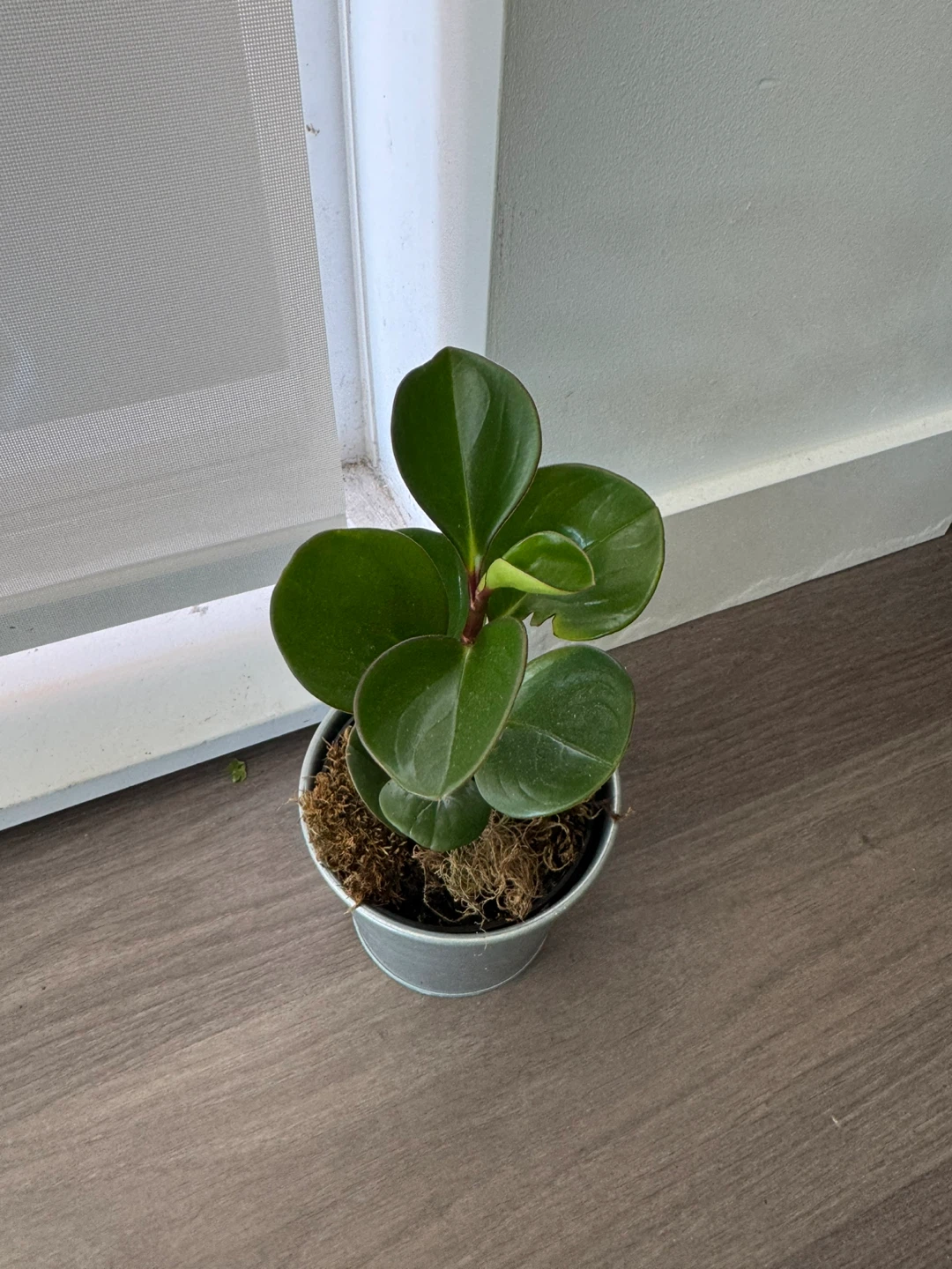 Peperomia Obtusifolia Plant in Tin Pot - photo 2
