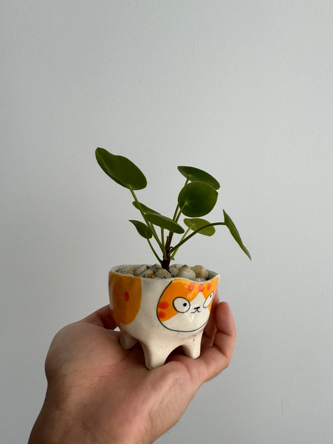 Cute Cat Planter with Pilea Plant