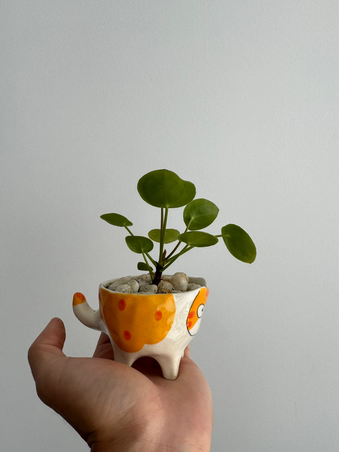 Cute Cat Planter with Pilea Plant - photo 4