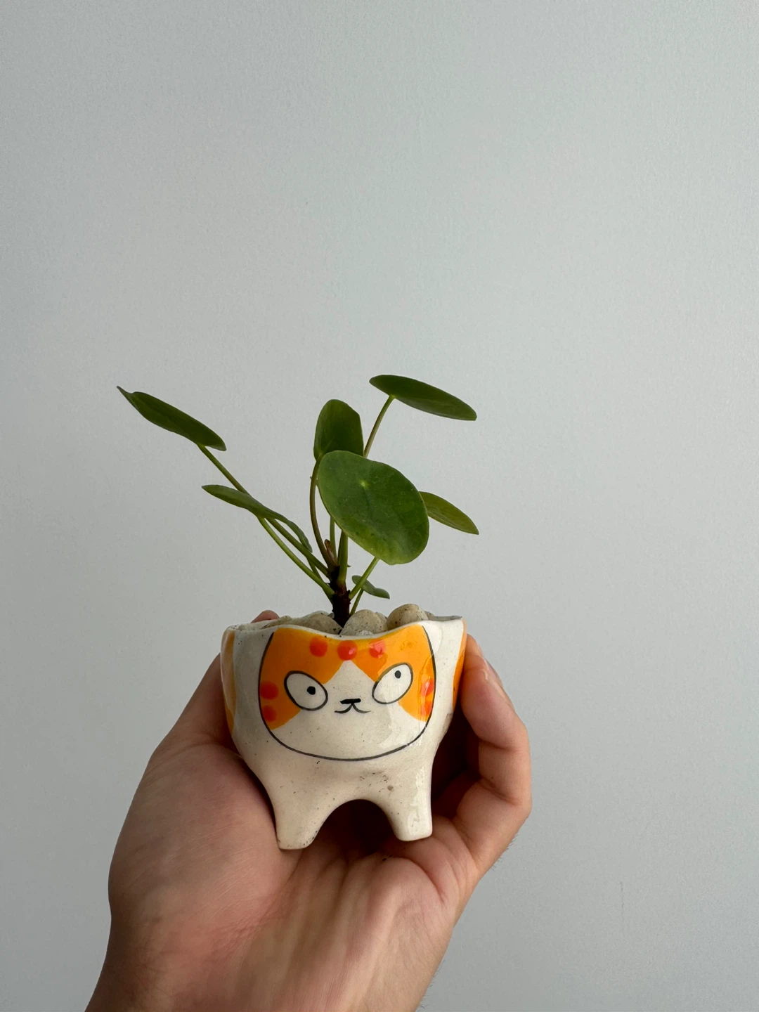 Cute Cat Planter with Pilea Plant - photo 2