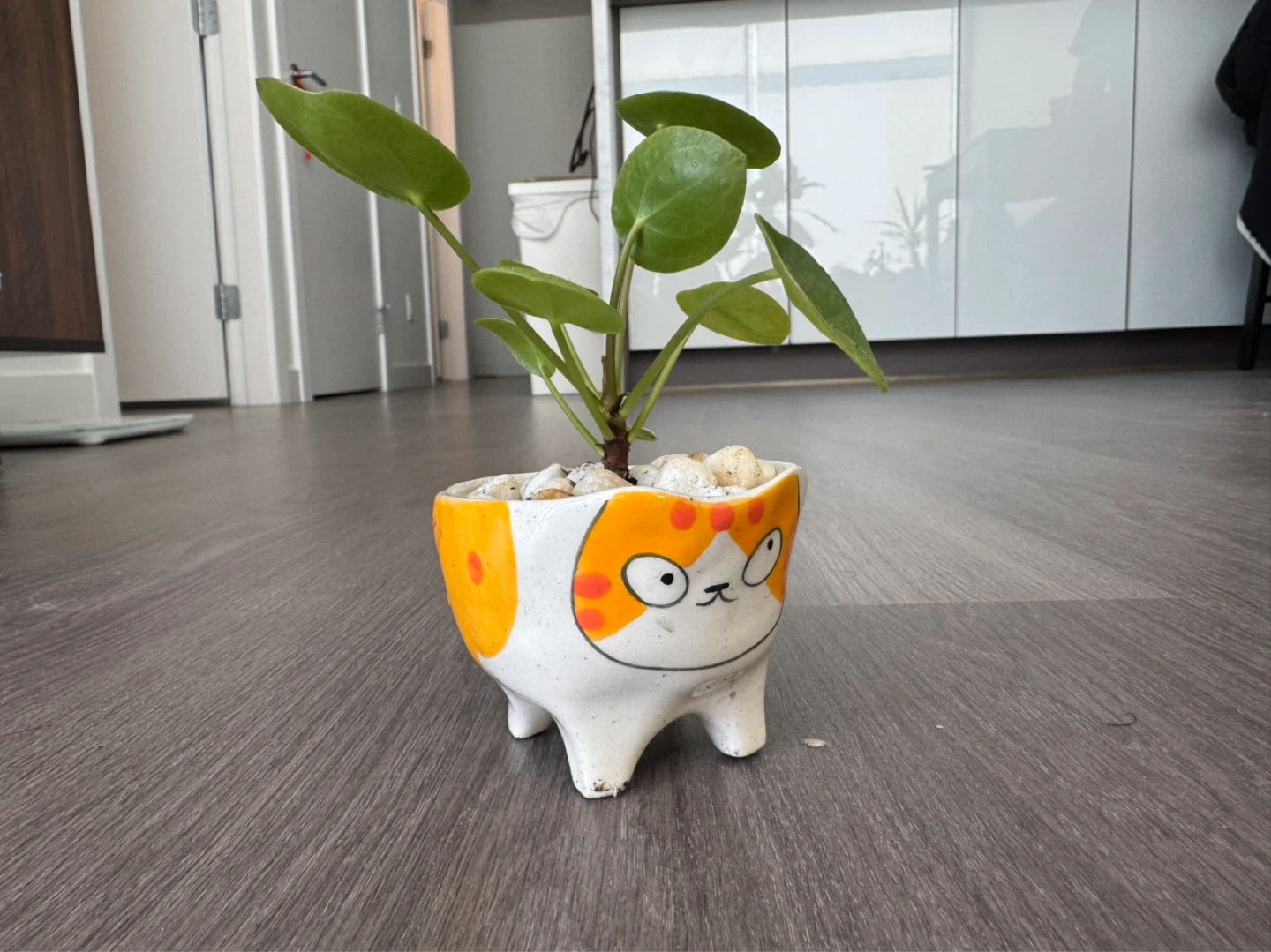 Cute Cat Planter with Pilea Plant - photo 3