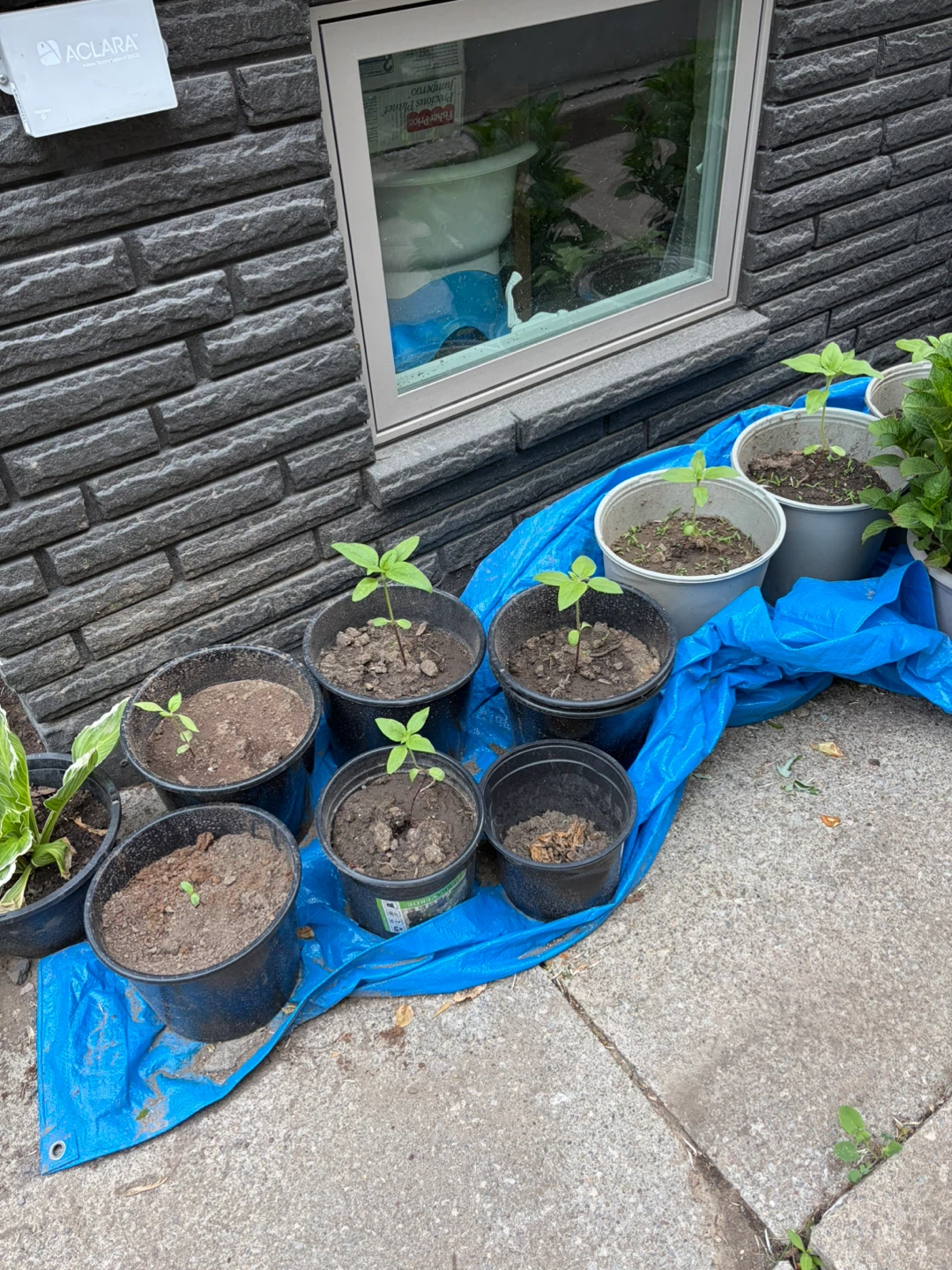 Sunflowers in pots