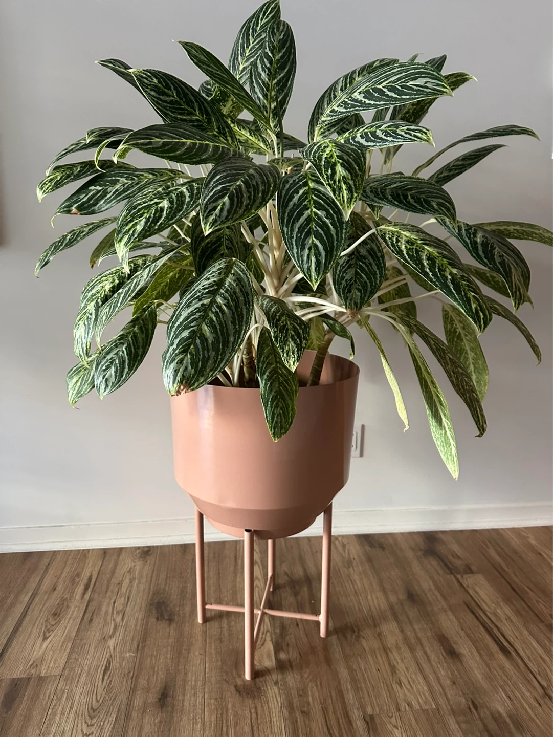 Large Aglaonema in Pink Planter + Stand