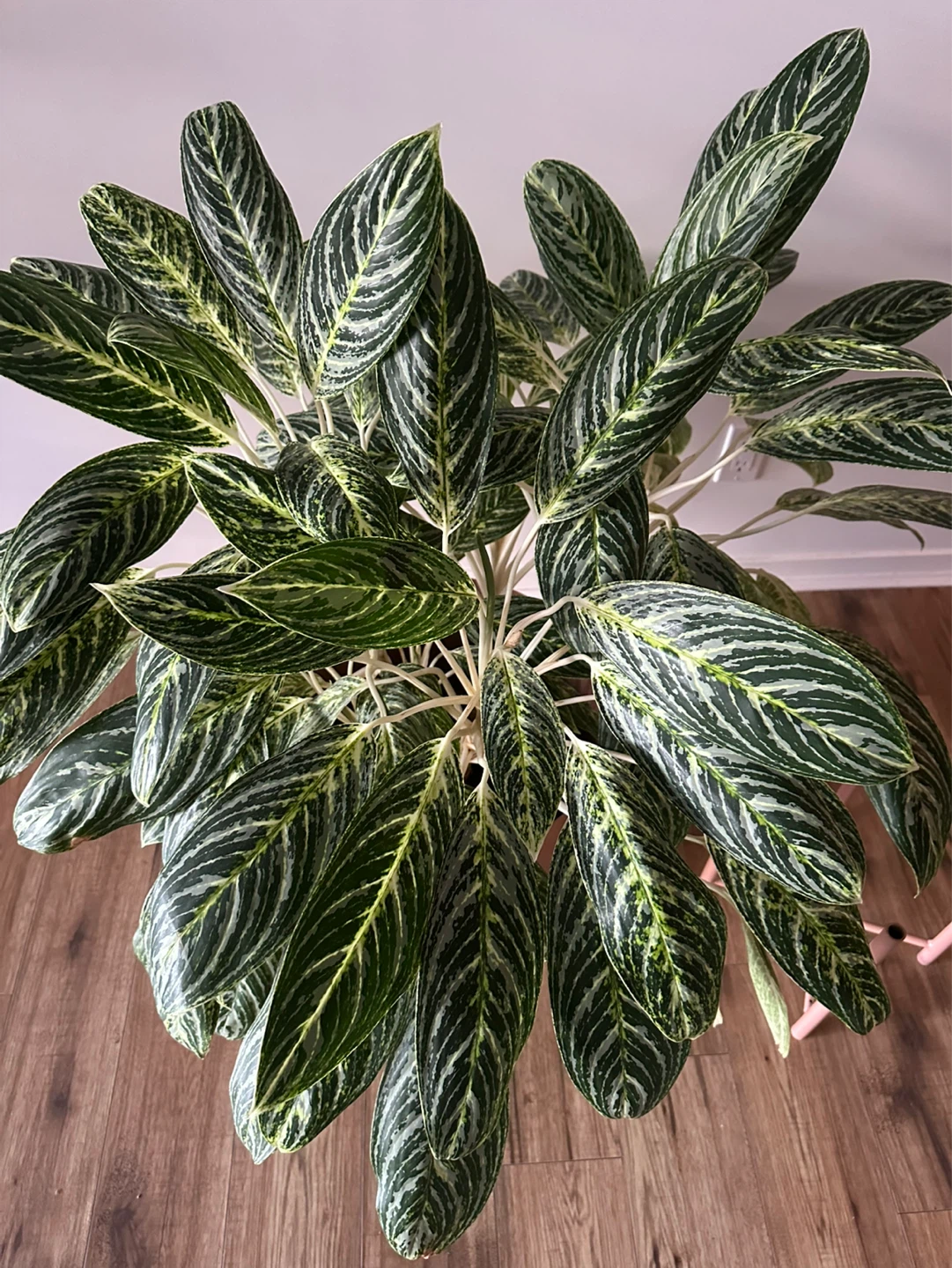 Large Aglaonema in Pink Planter + Stand - photo 4