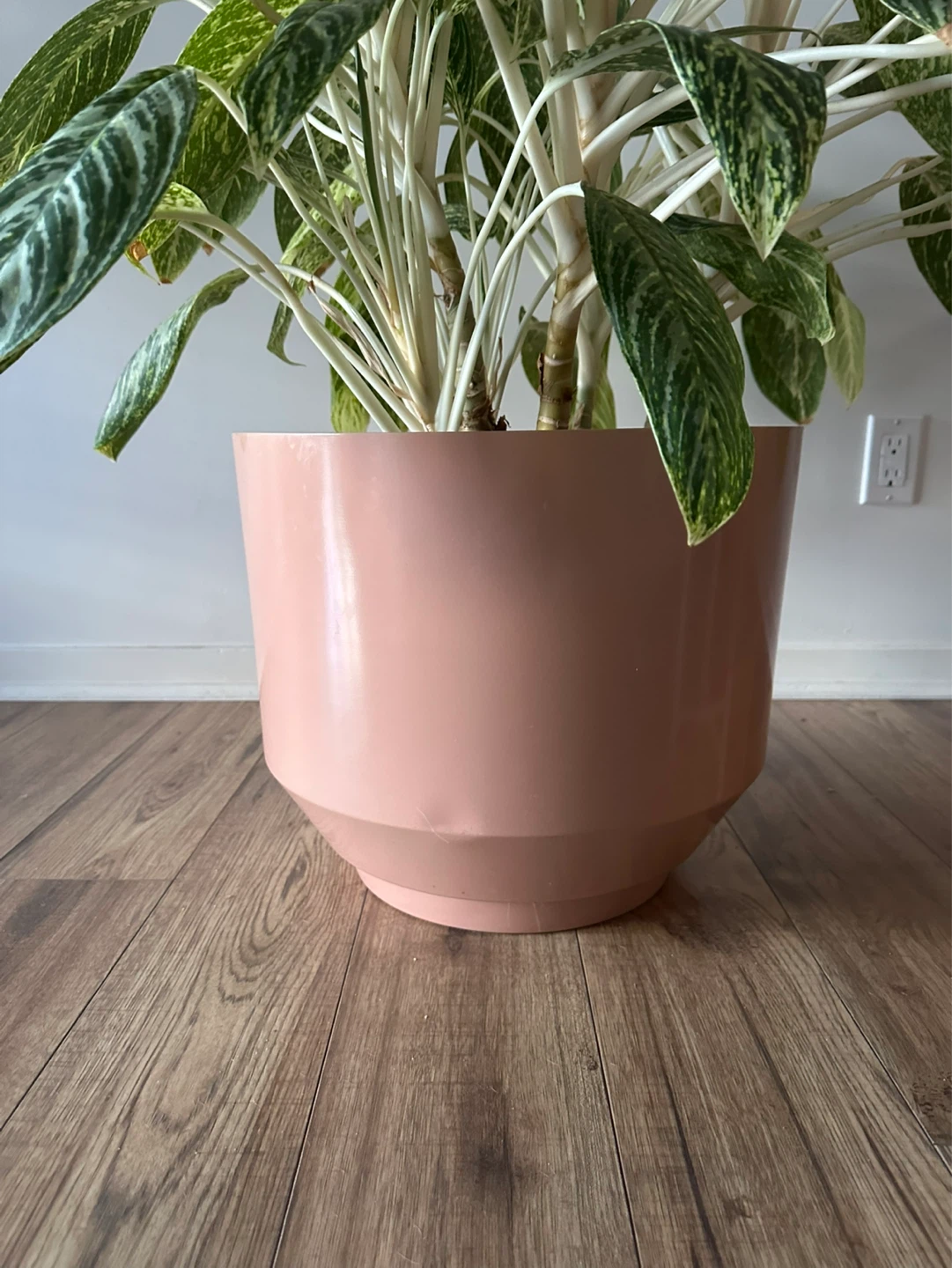 Large Aglaonema in Pink Planter + Stand - photo 5