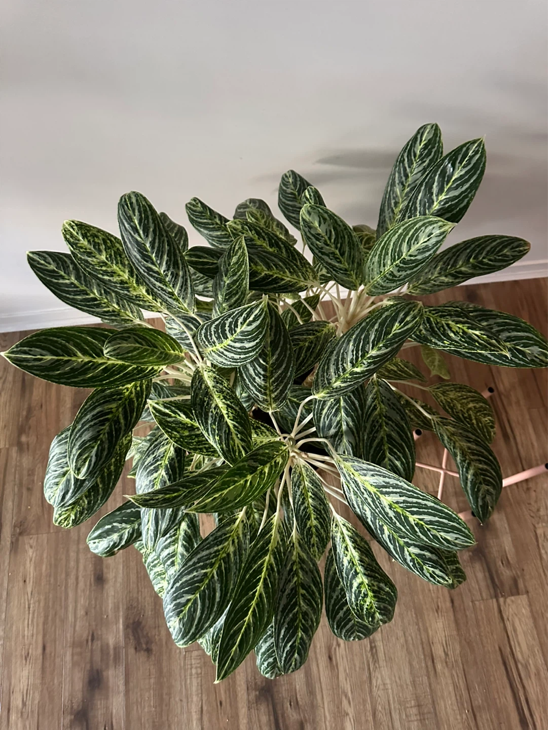 Large Aglaonema in Pink Planter + Stand - photo 3