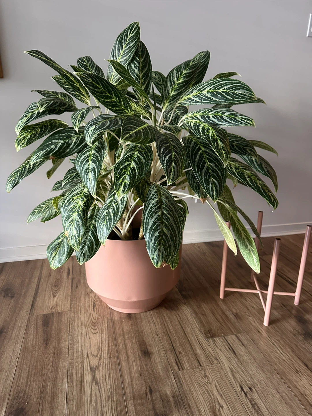Large Aglaonema in Pink Planter + Stand - photo 2