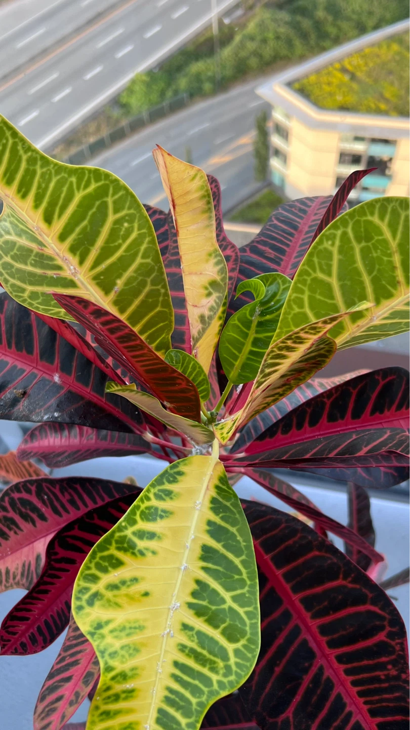 Croton Plant in White Pot