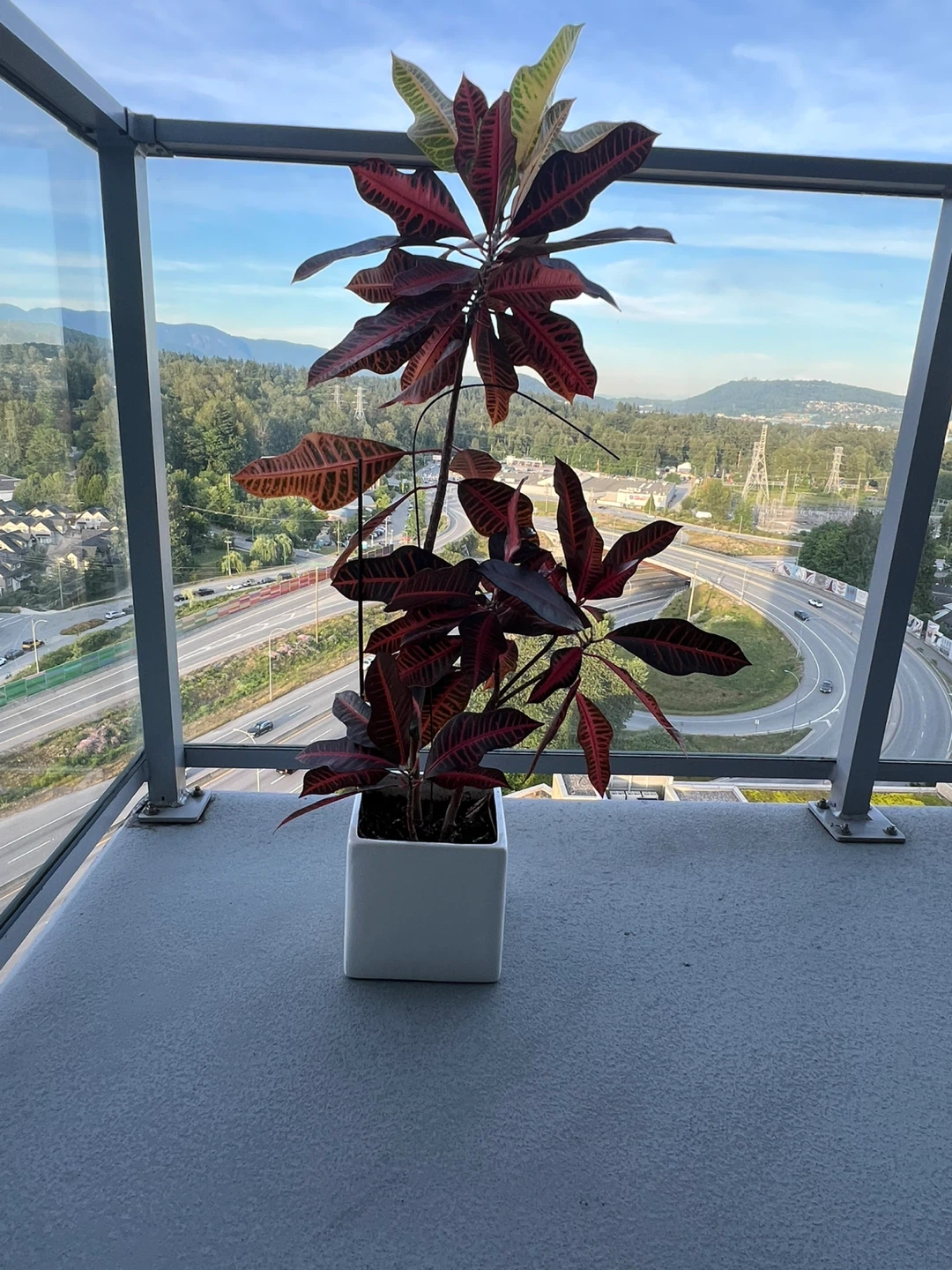 Croton Plant in White Pot - photo 5