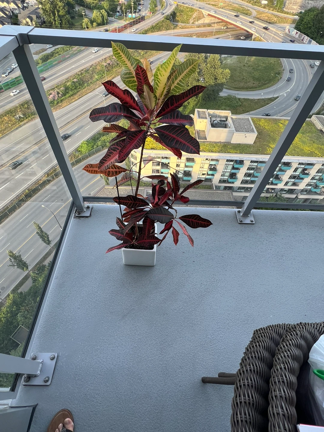 Croton Plant in White Pot - photo 3