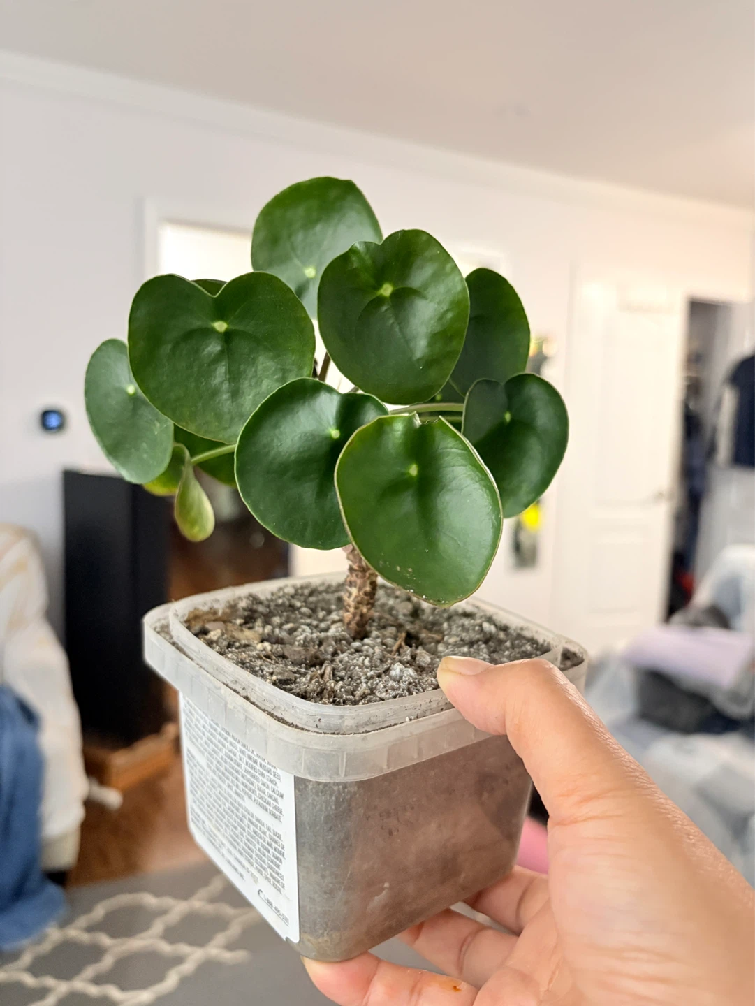 Cute coin tree -  Pilea Plant - photo 2
