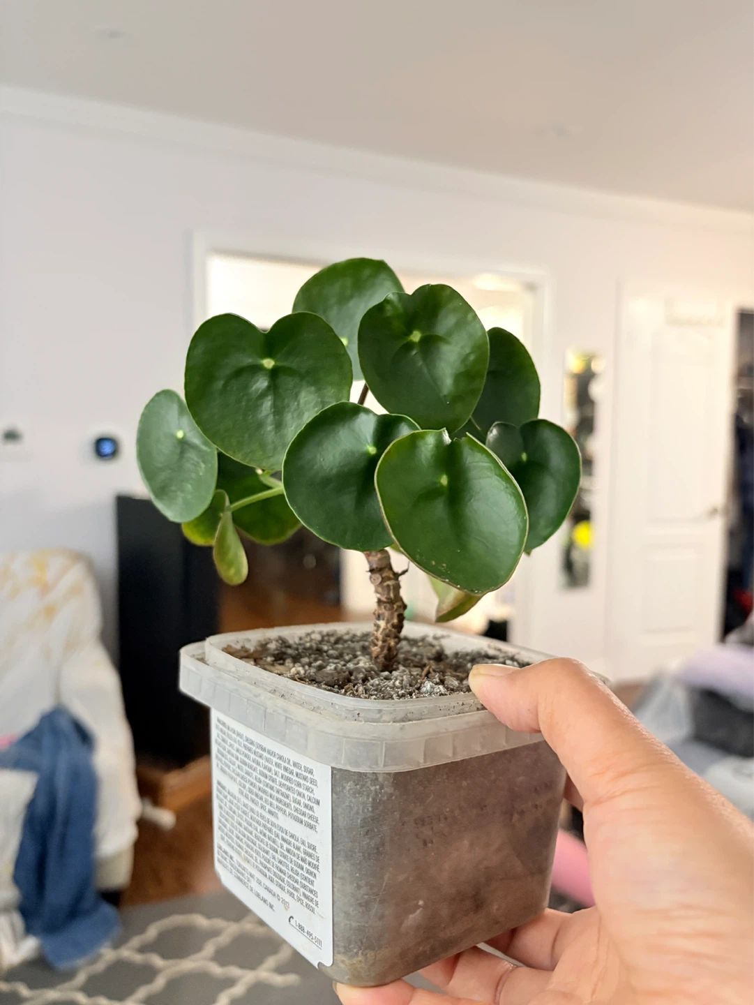 Cute coin tree -  Pilea Plant