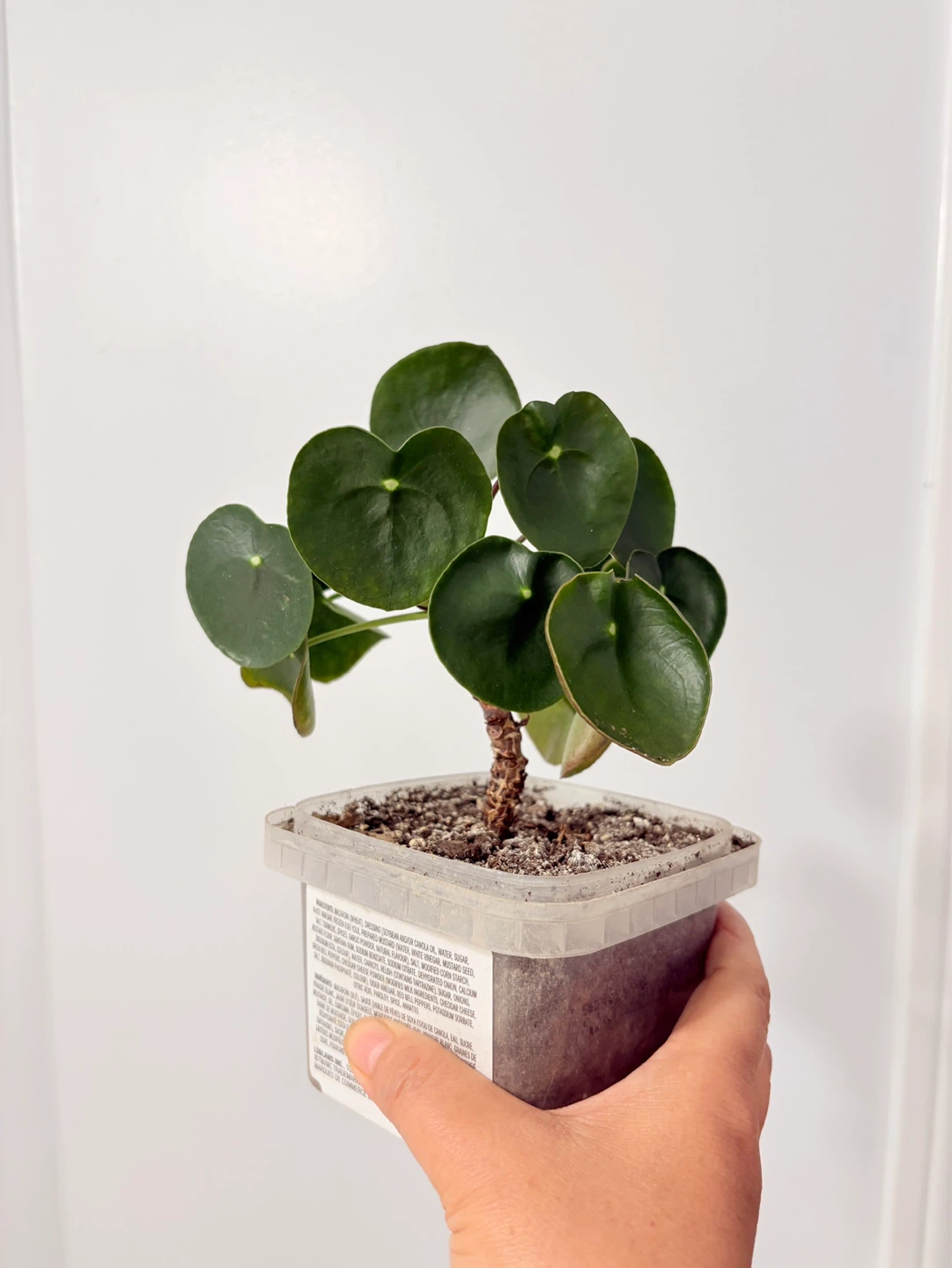 Cute coin tree -  Pilea Plant - photo 3