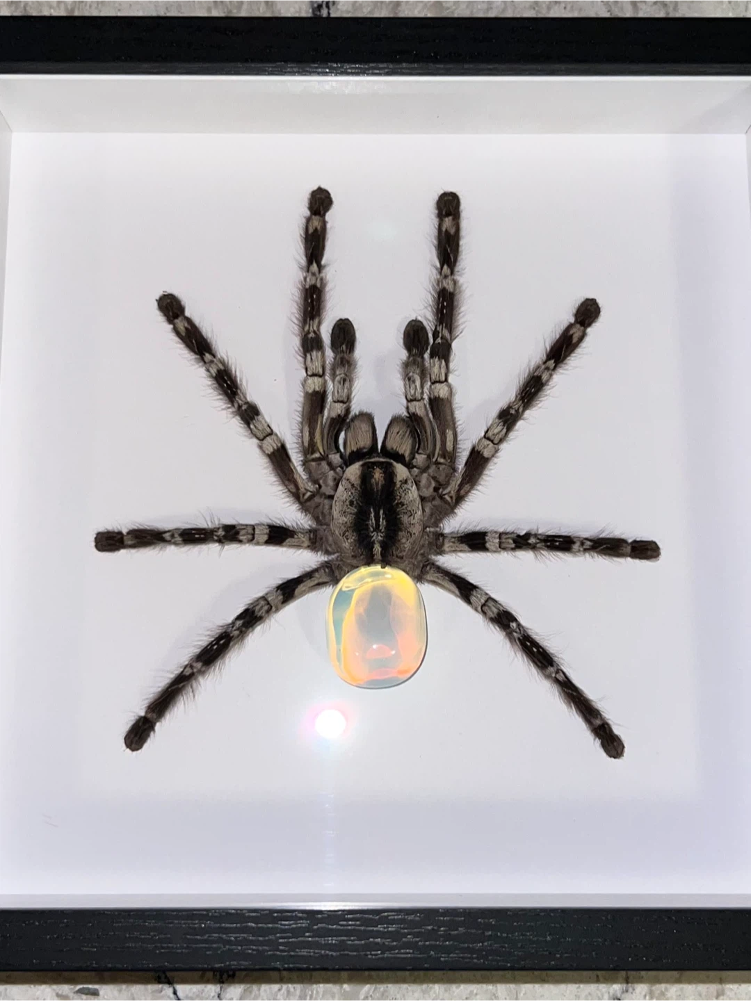 Framed Tarantulas