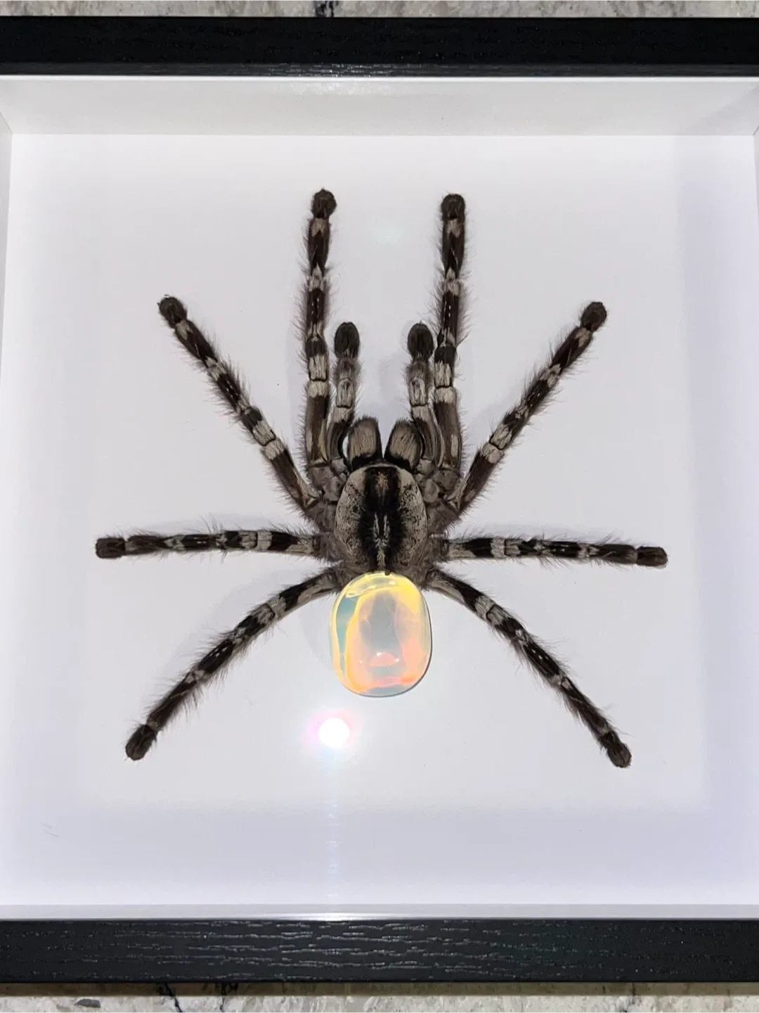 Framed Tarantulas