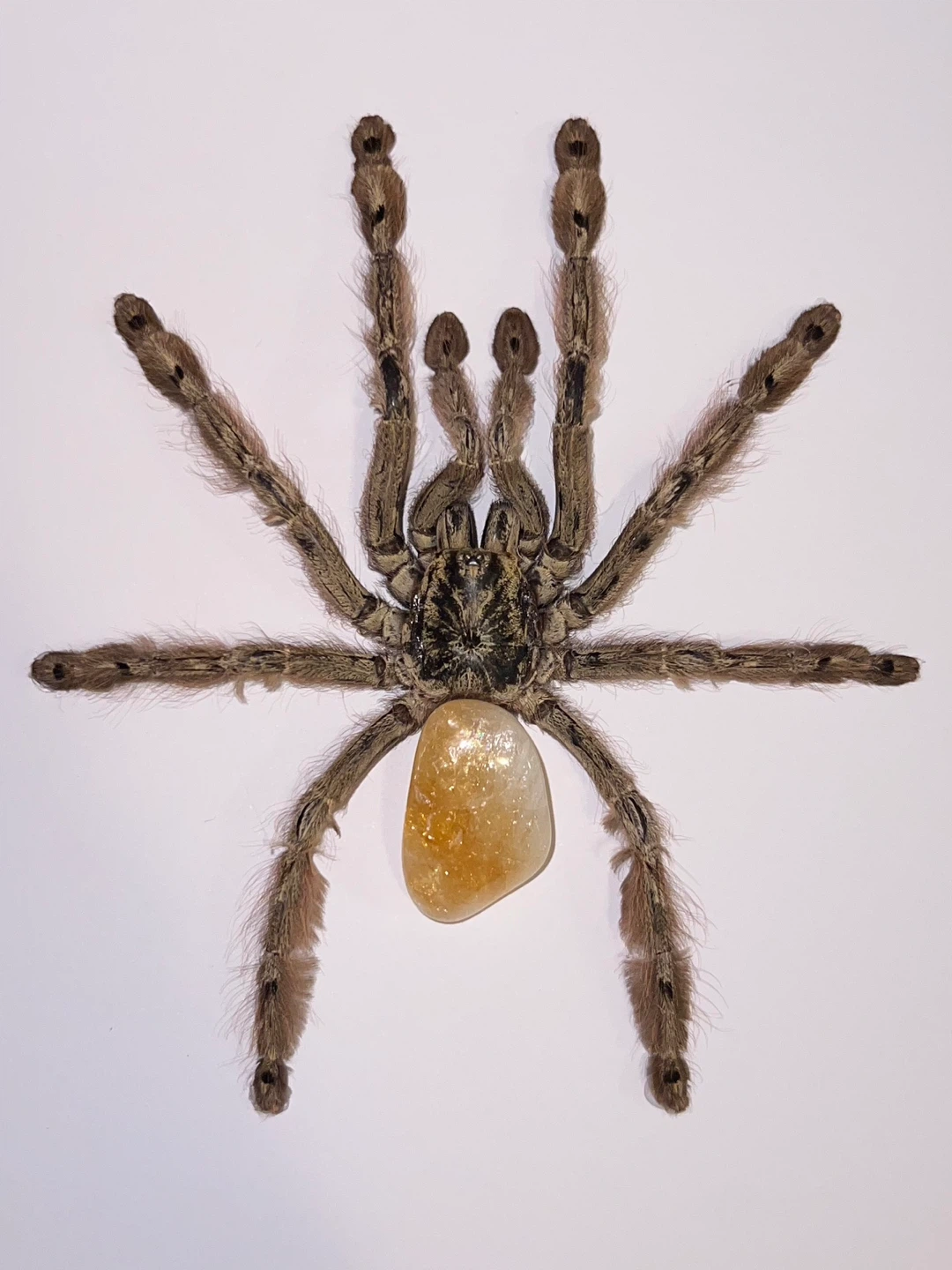 Framed Tarantulas - photo 2